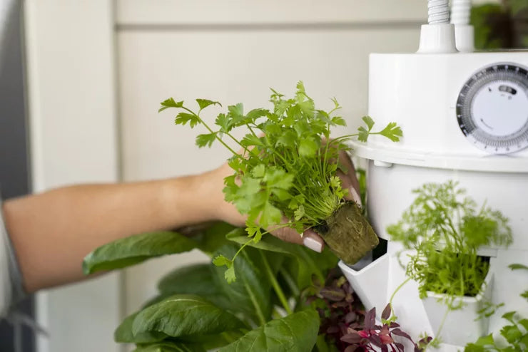 Starterskit met kiemplanten